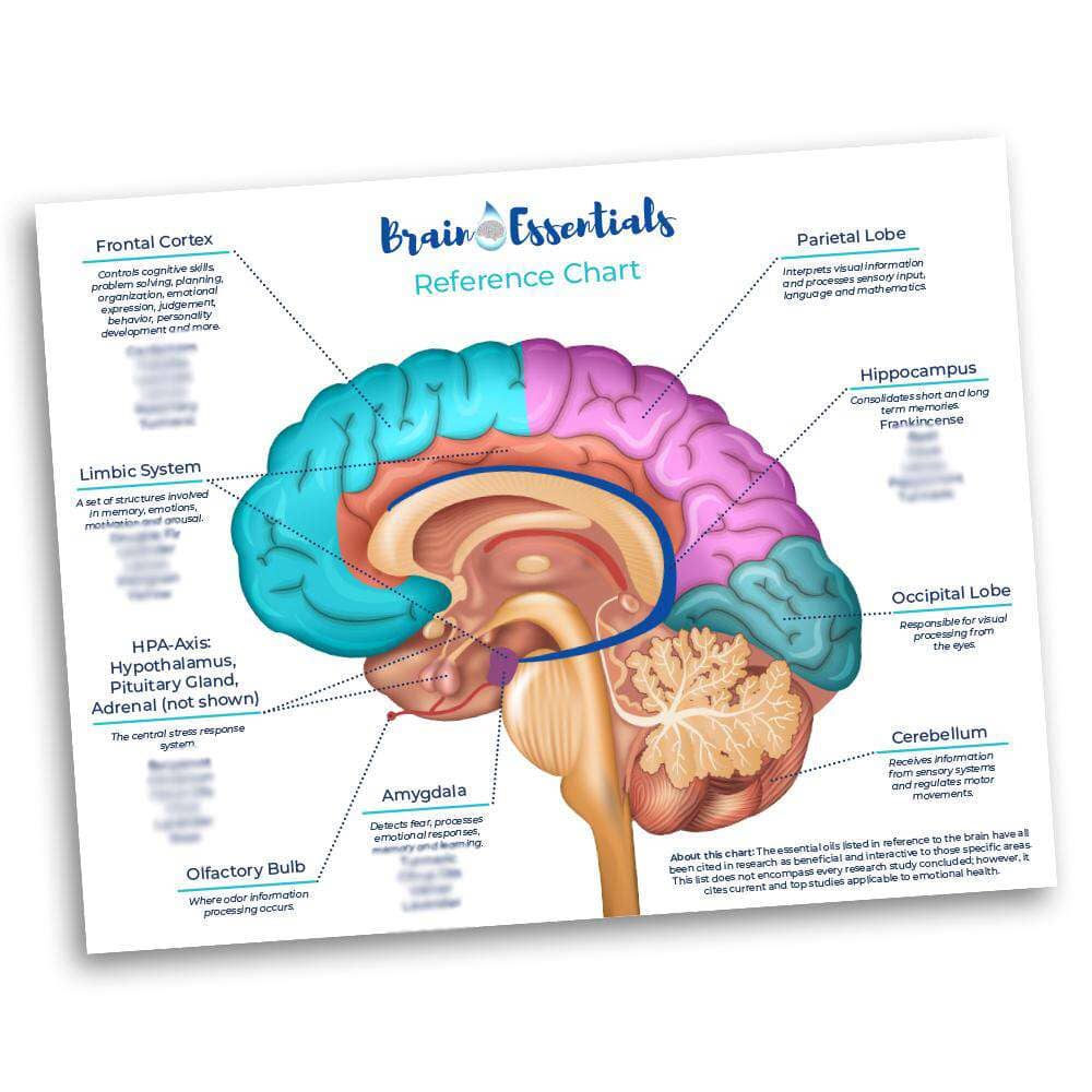 Brain Chart Media BRAINHEALTH 