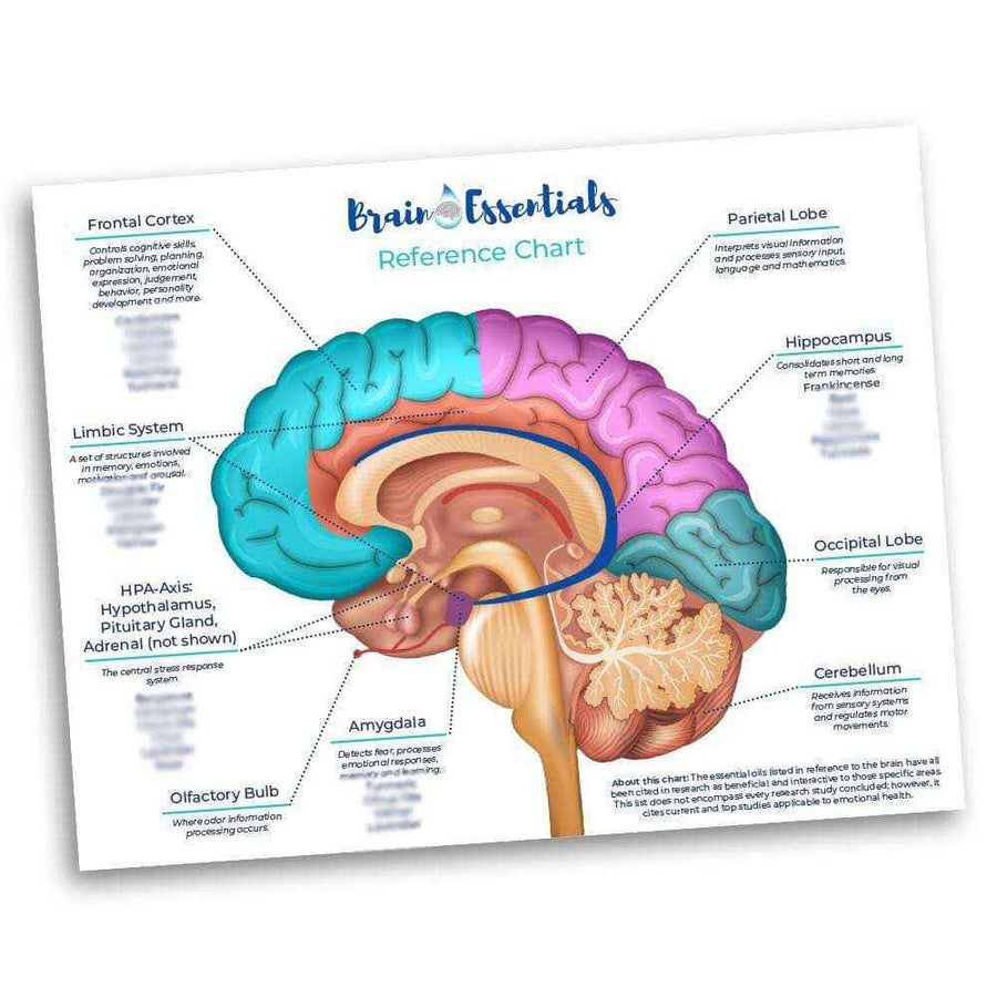 Brain Chart by Dr. Danielle Daniel – Your Oil Tools