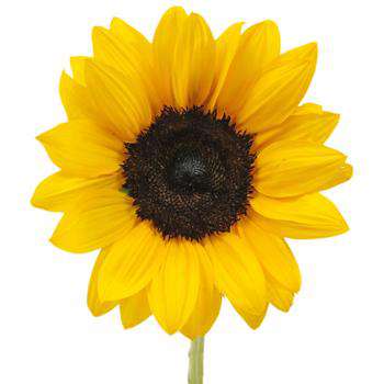 8 oz Sunflower Carrier Oil Carrier Oils Your Oil Tools 