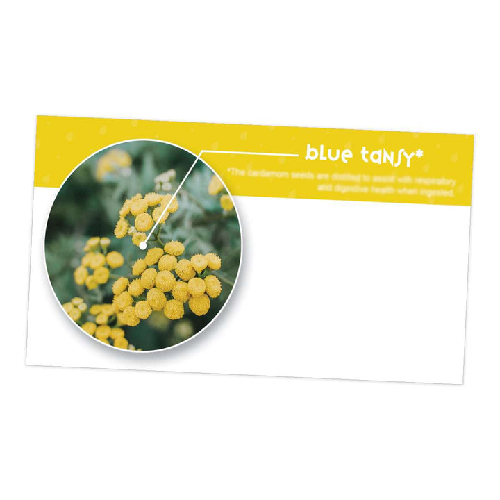Blue Tansy Essential Oil Cards (Pack of 10) Media Your Oil Tools 